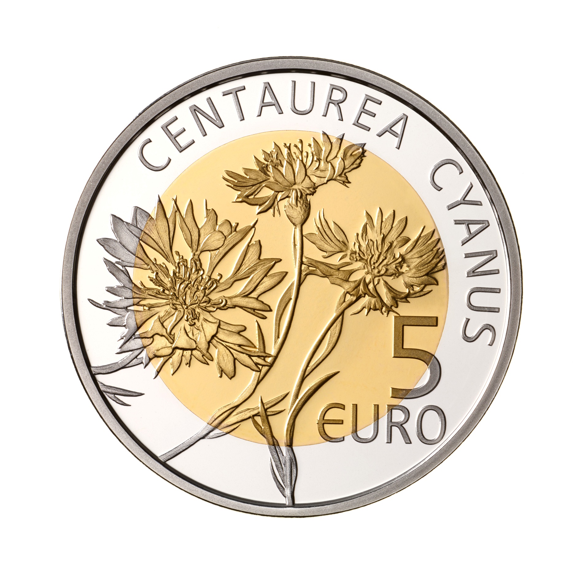 Centaurea Cyanus-a